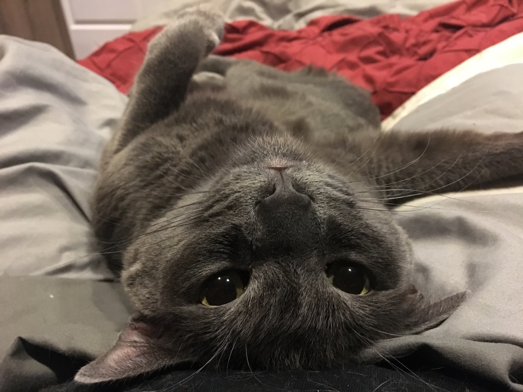 upside down cat big paws rescue