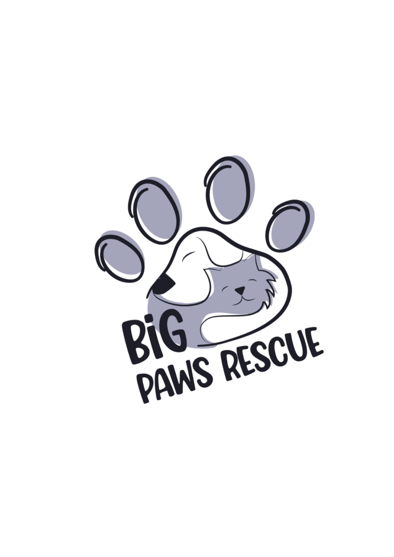 big paws rescue cats and dogs