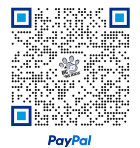 paypal qr code big paws rescue