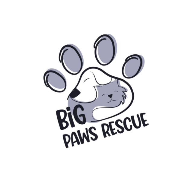 big paws rescue cats and dogs